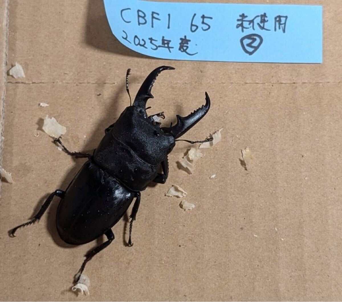 オータムセール 広島県 ヒラタクワガタ 国産ヒラタ 本土ヒラタ ティタヌス 7匹 説明文必読の画像2