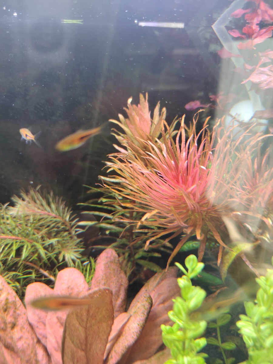 パンタナルレッドピンネイト水中葉1本8cm前後郵送_画像1