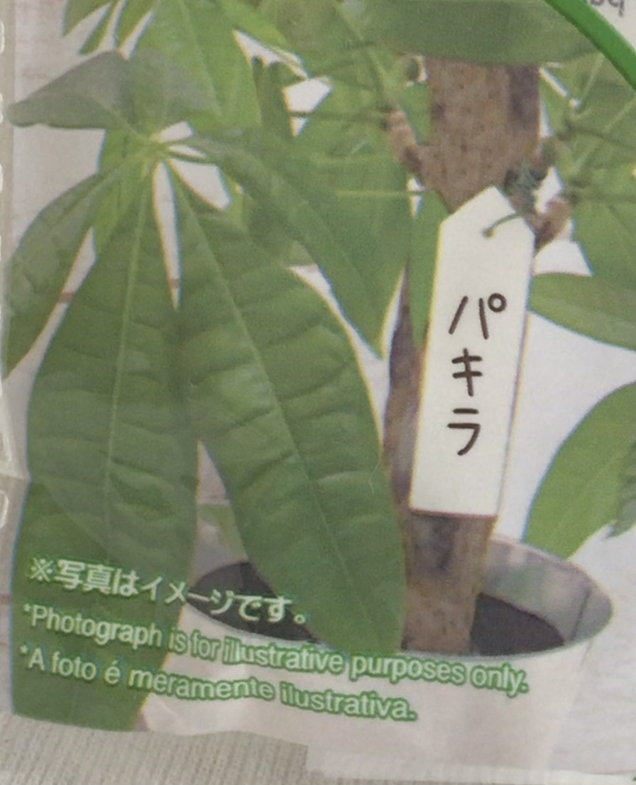  садоводство имя именная табличка tanzaku модель примерно 2×8.40 листов растение в горшке цветок . садоводство . отправка 180