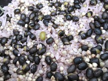 【新そば】そばの実450g(北海道産蕎麦の実)抜き蕎麦 むきそば(国産ソバの実)ヌキ実 つぶそば 実そば 粒蕎麦【メール便対応】_画像10