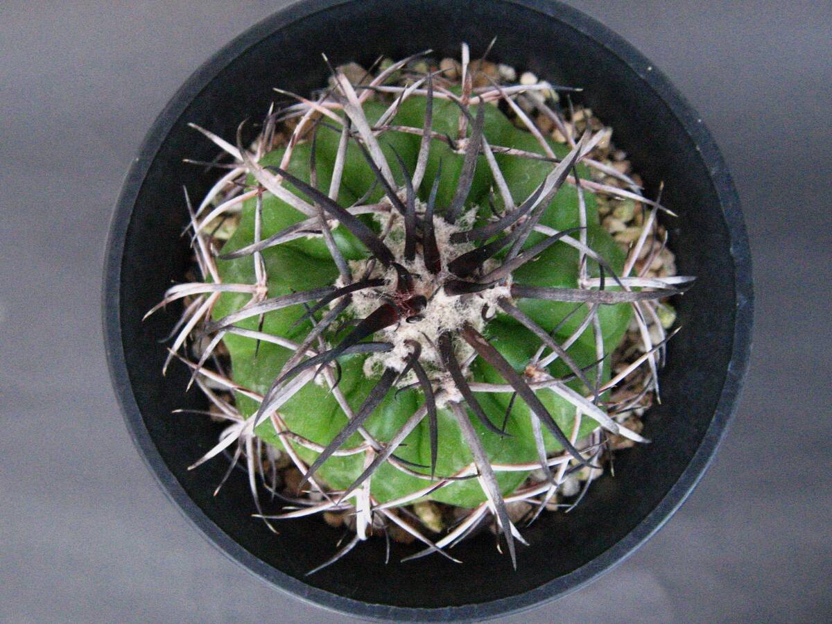 サボテン◆ギガンティア◆の画像2