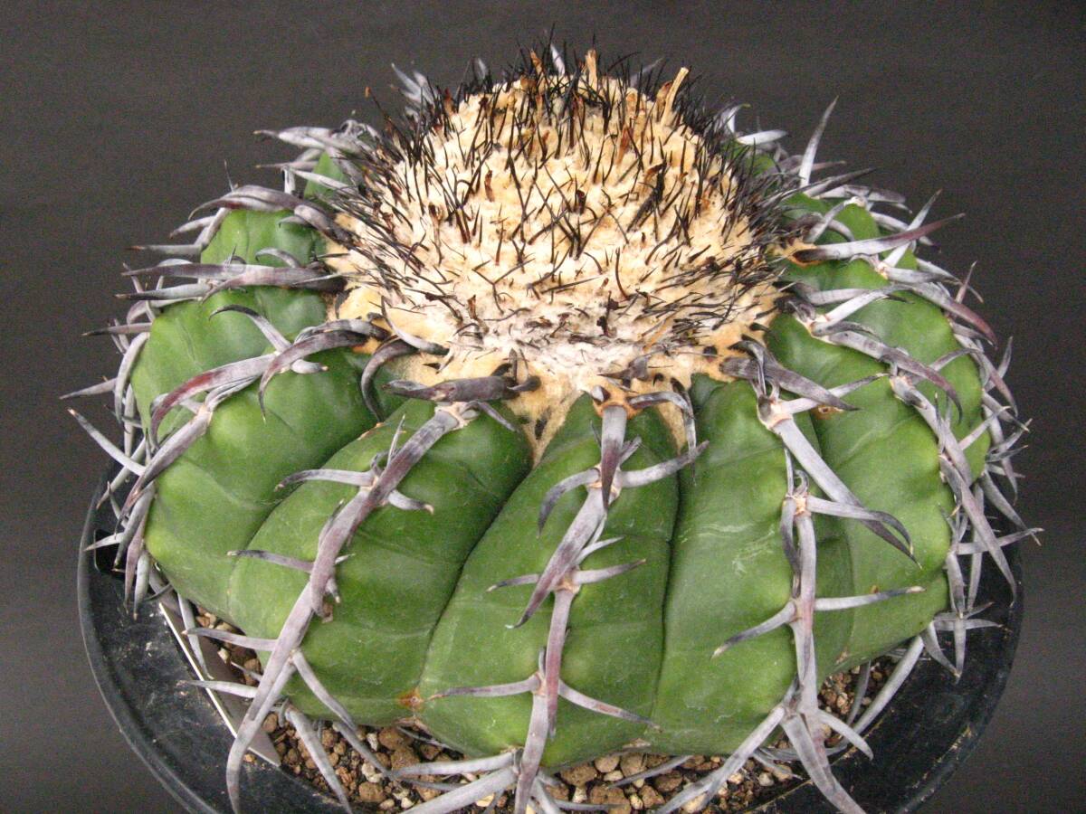 サボテン◆ギガンティア◆の画像5