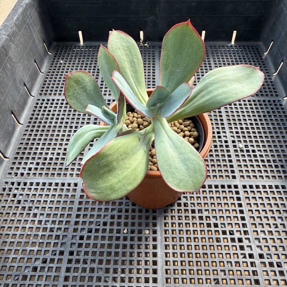 ☆多肉植物☆エケベリア☆ギガンティア ジュリア☆鉢8.5センチ☆の画像8