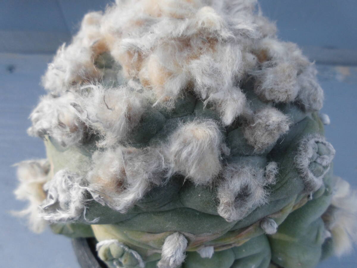 サボテン82:翠冠_画像2