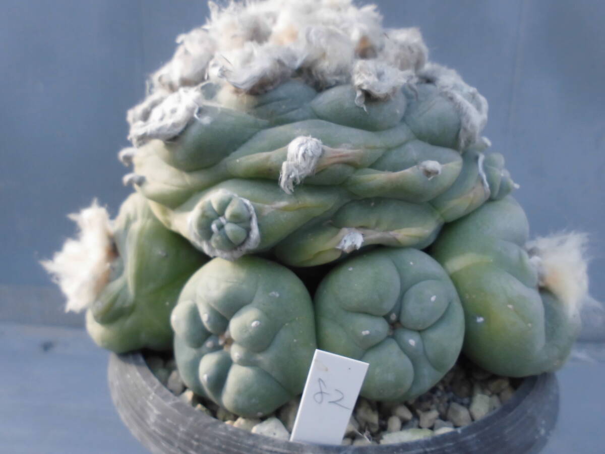 サボテン82:翠冠_画像5
