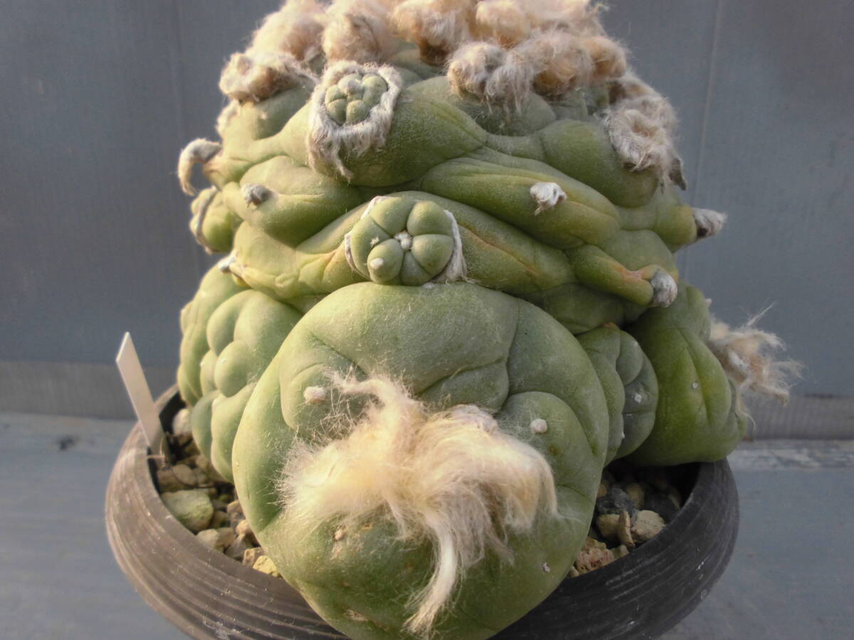 サボテン82:翠冠_画像6