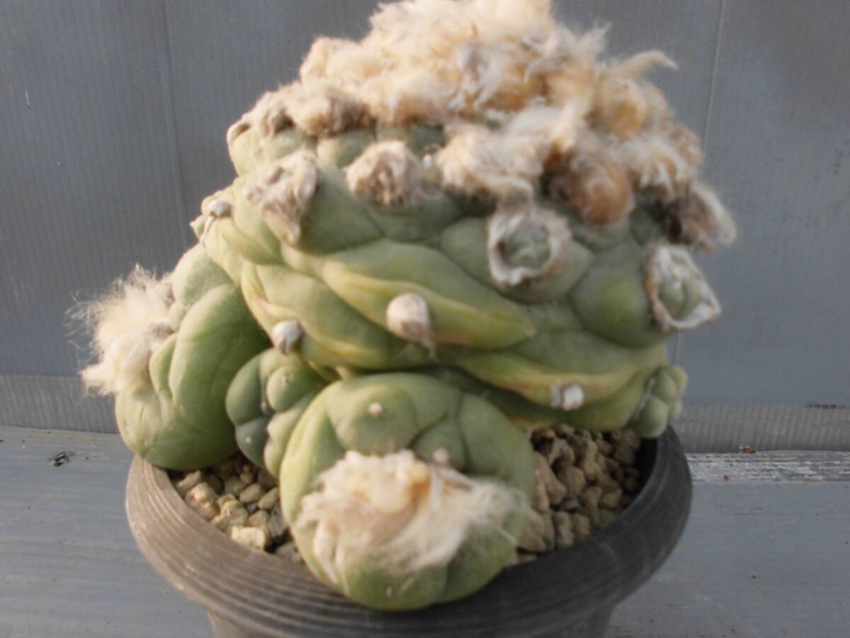 サボテン82:翠冠_画像8