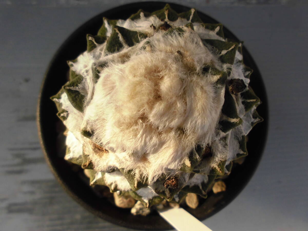 サボテン83：黒牡丹_画像1