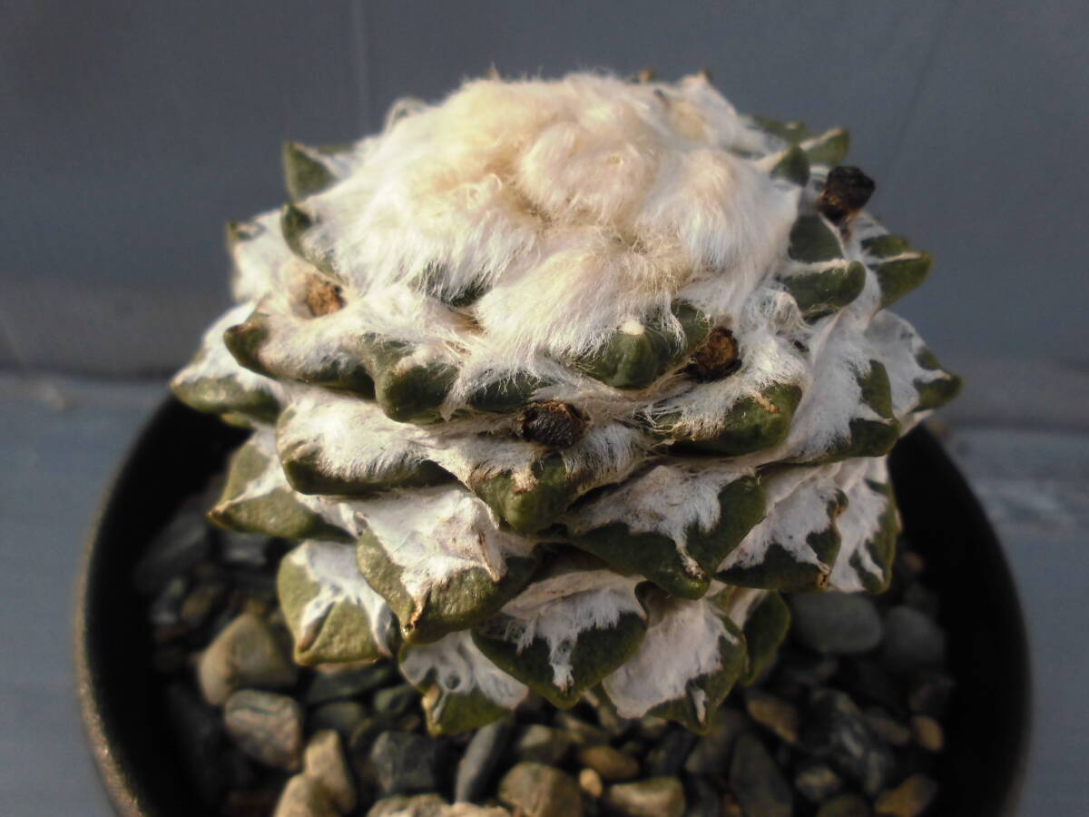 サボテン83：黒牡丹_画像2