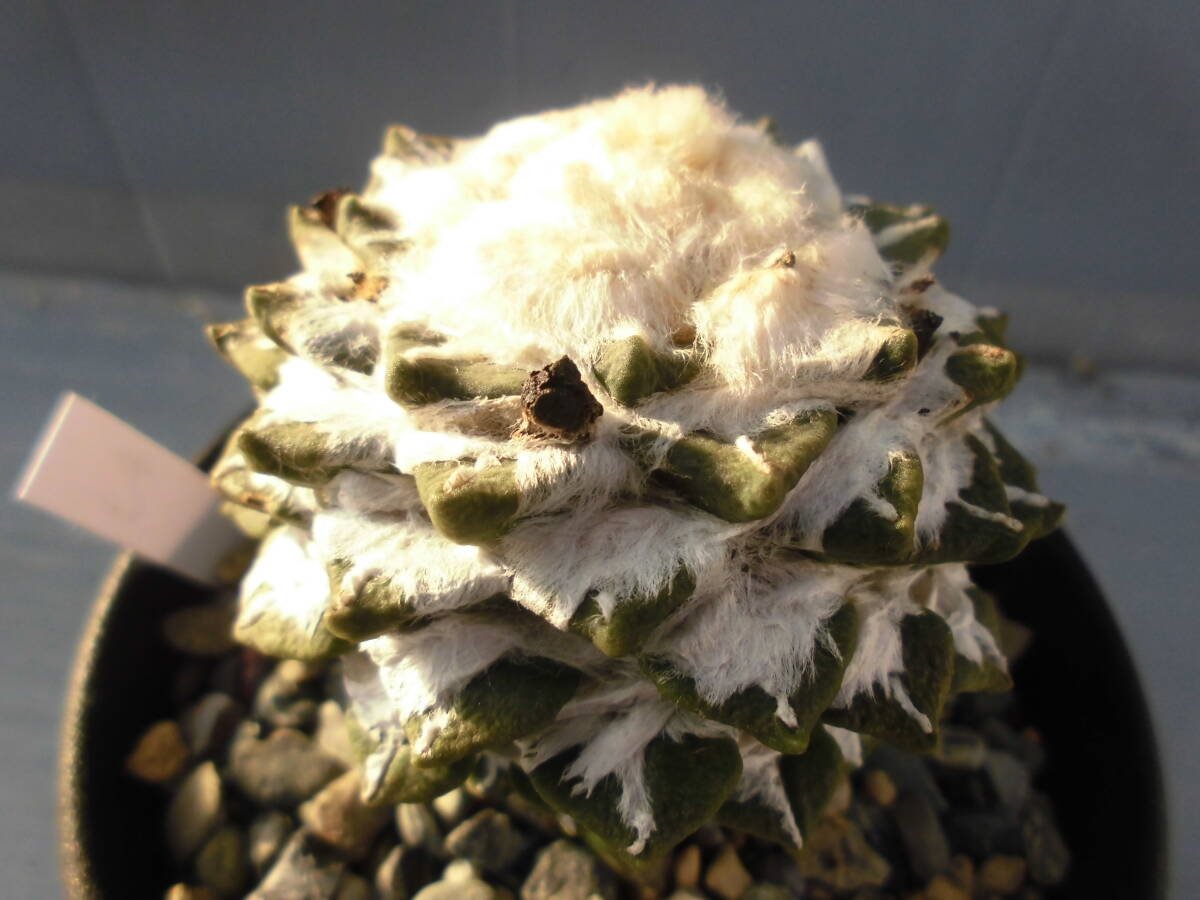 サボテン83：黒牡丹_画像3