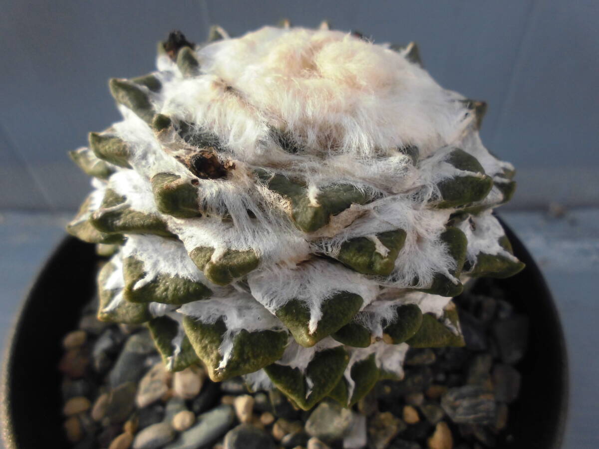 サボテン83：黒牡丹_画像4