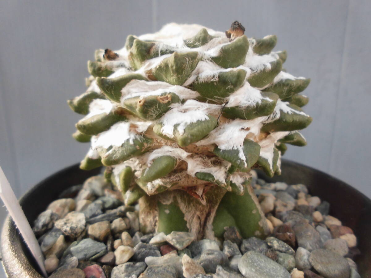 サボテン83：黒牡丹_画像5