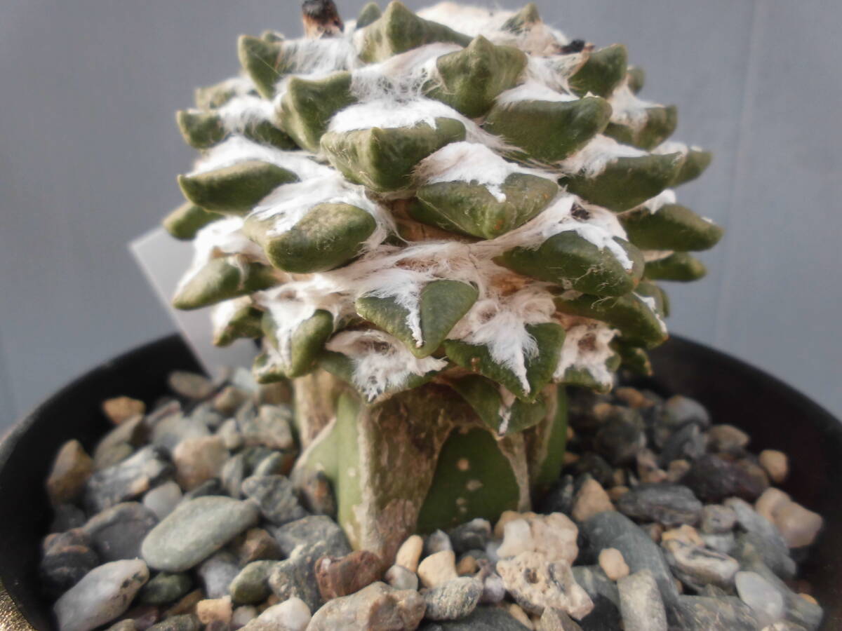 サボテン83：黒牡丹_画像6