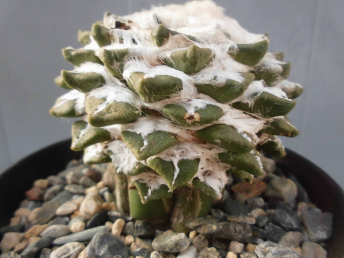 サボテン83：黒牡丹_画像7