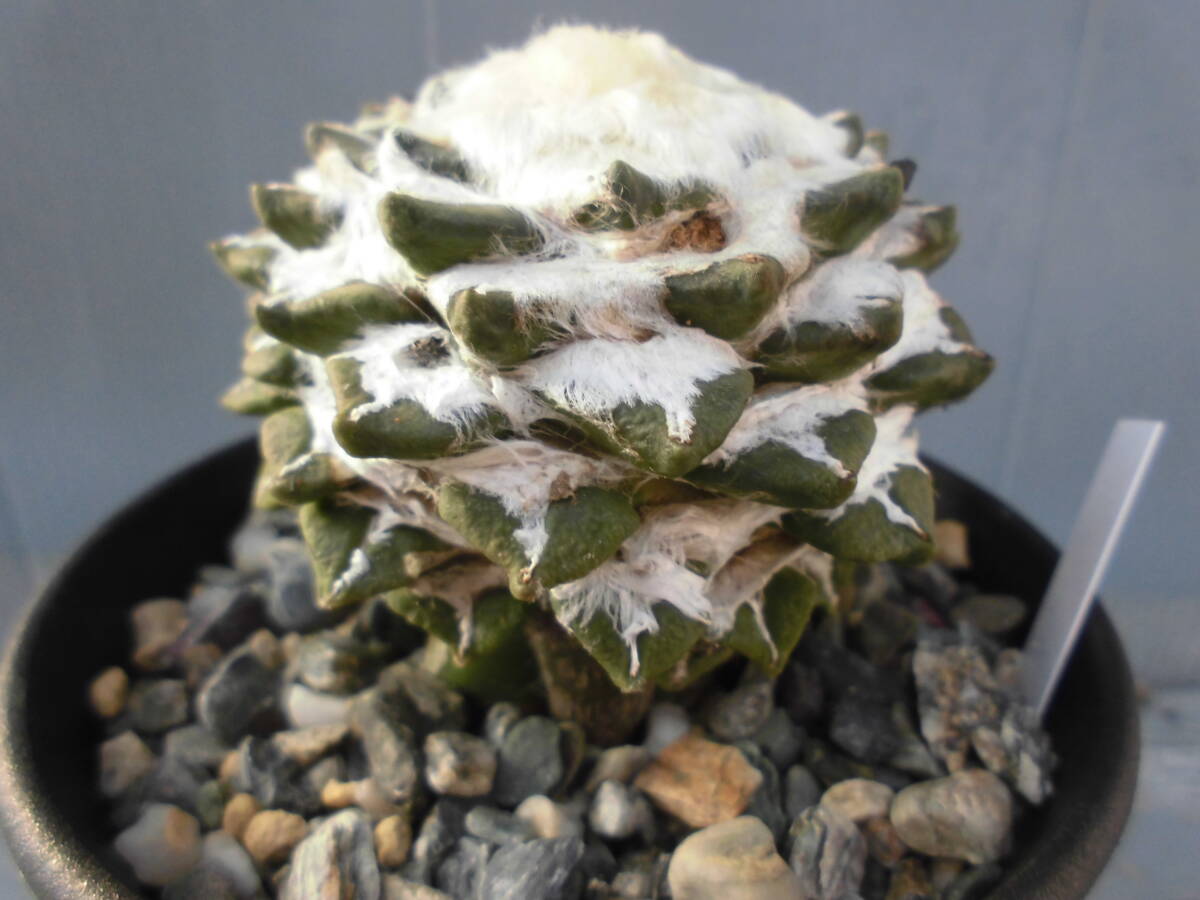 サボテン83：黒牡丹_画像8