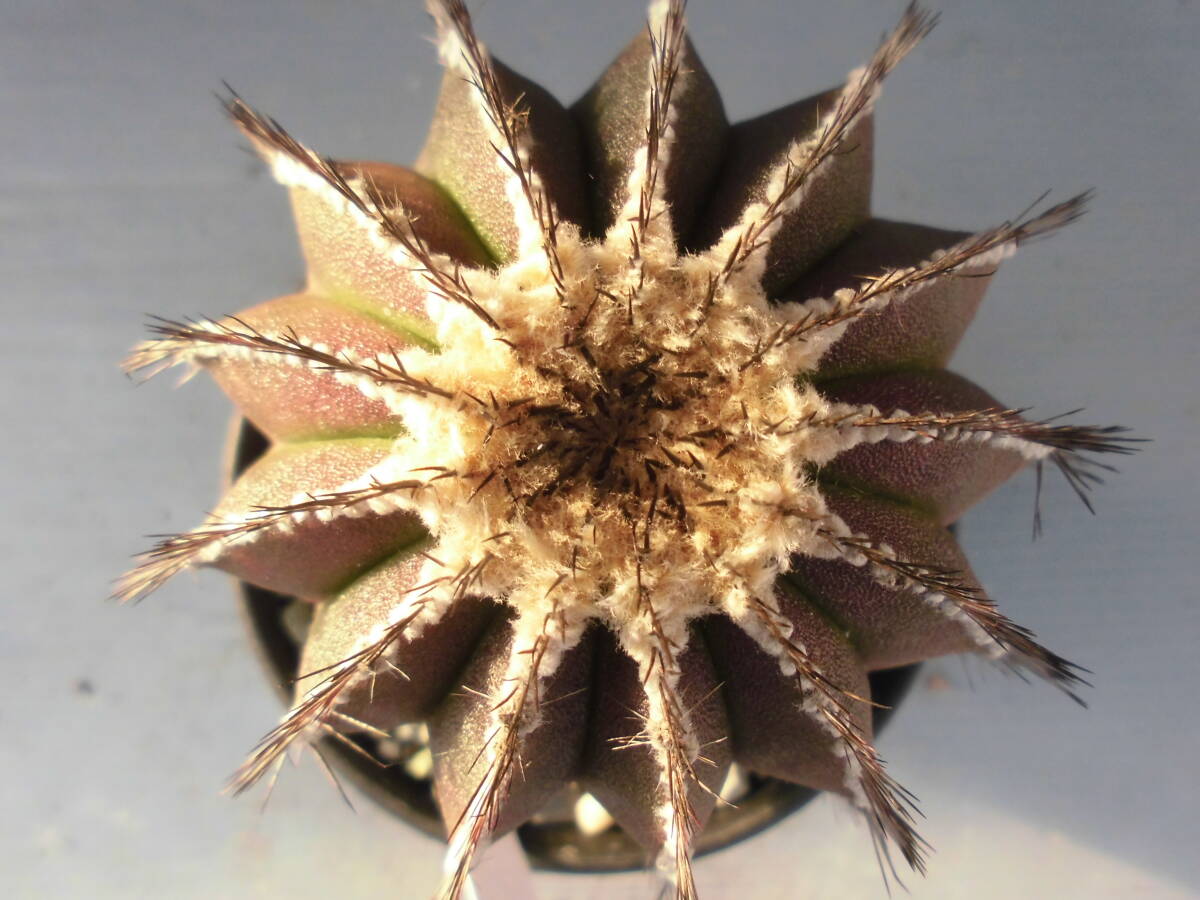 サボテン84:ペクチニフェラ_画像1