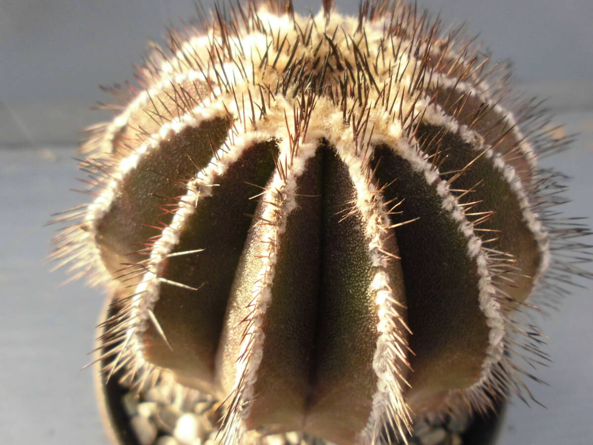 サボテン84:ペクチニフェラ_画像2
