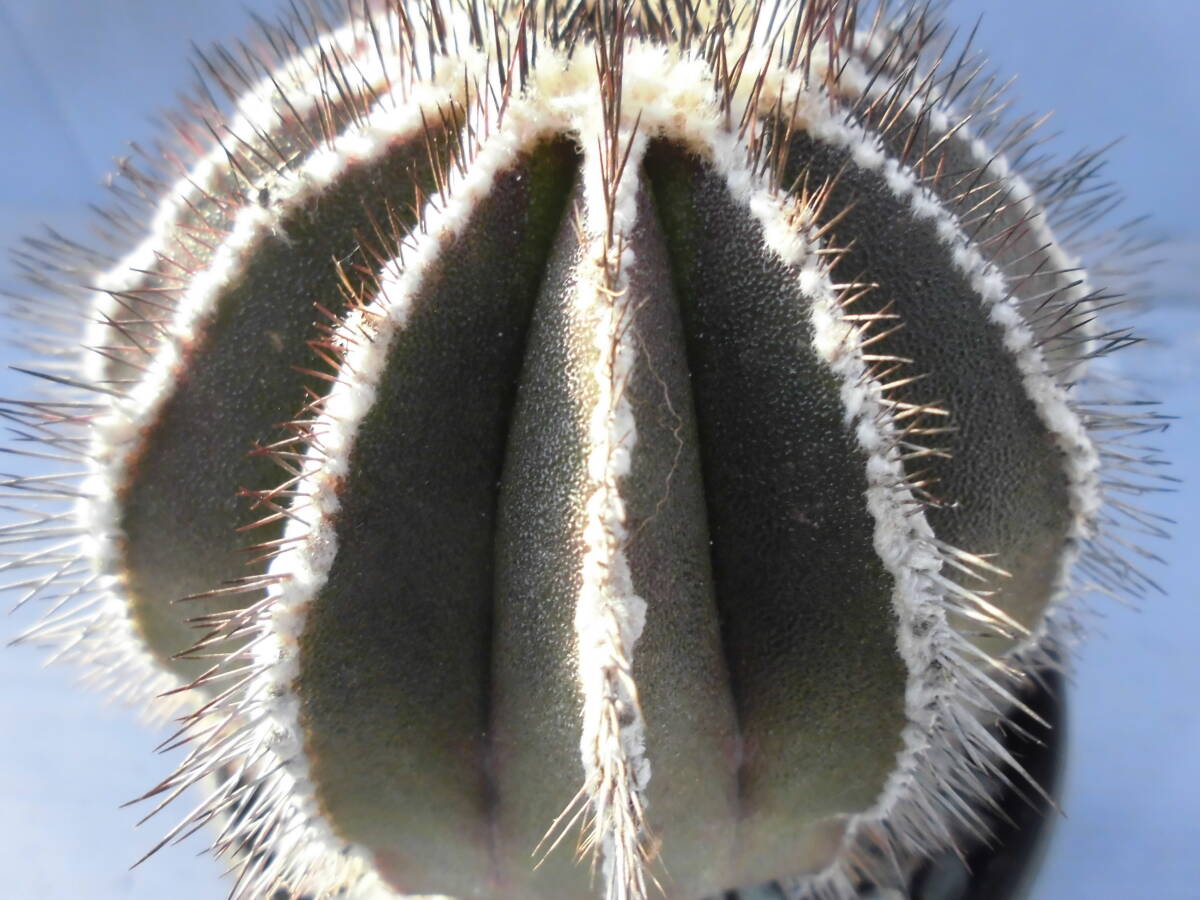 サボテン84:ペクチニフェラ_画像4