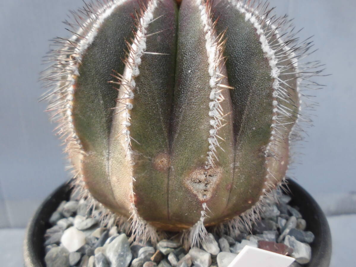 サボテン84:ペクチニフェラ_画像5