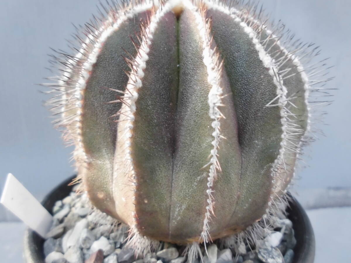 サボテン84:ペクチニフェラ_画像6