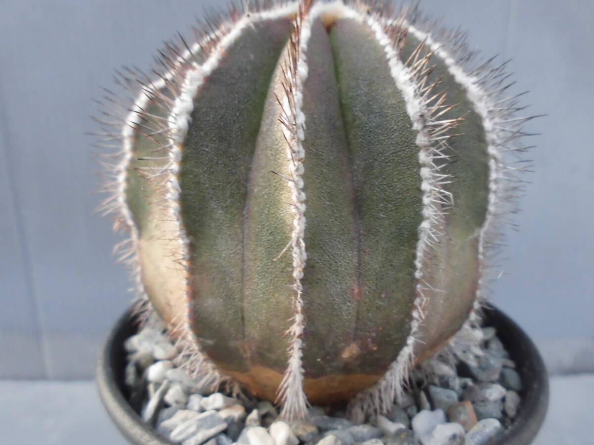 サボテン84:ペクチニフェラ_画像8