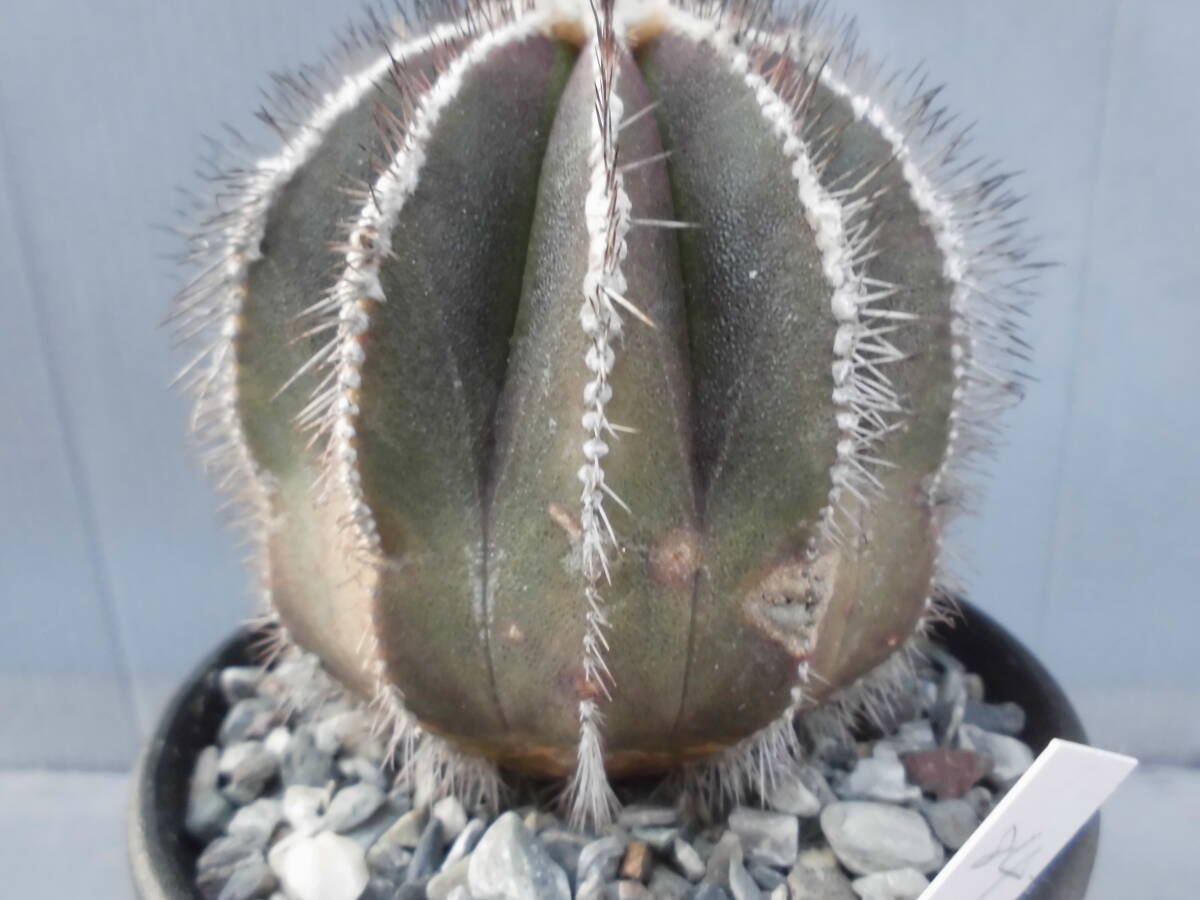 サボテン84:ペクチニフェラ_画像10