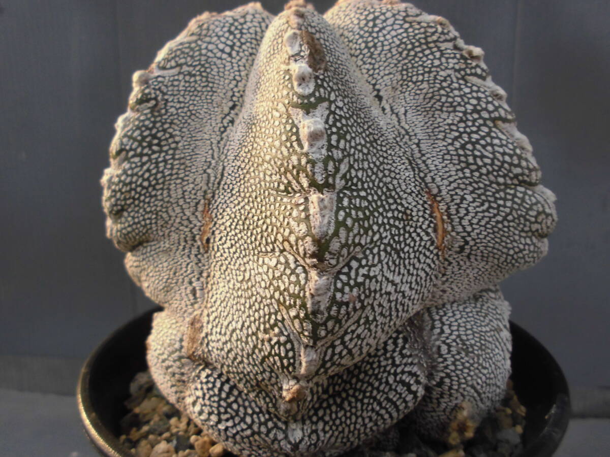 サボテン85：恩塚ランポー交配_画像6