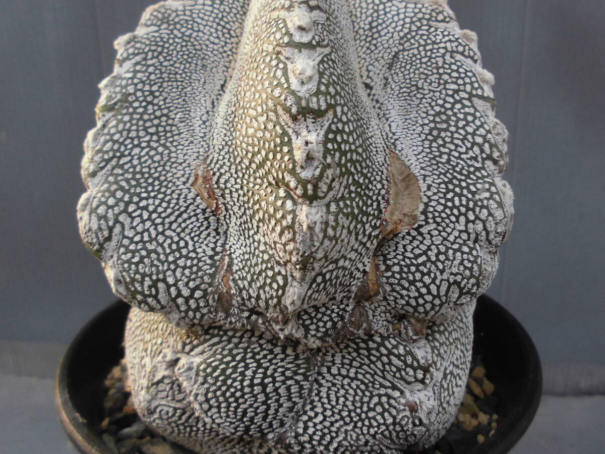 サボテン85：恩塚ランポー交配_画像8