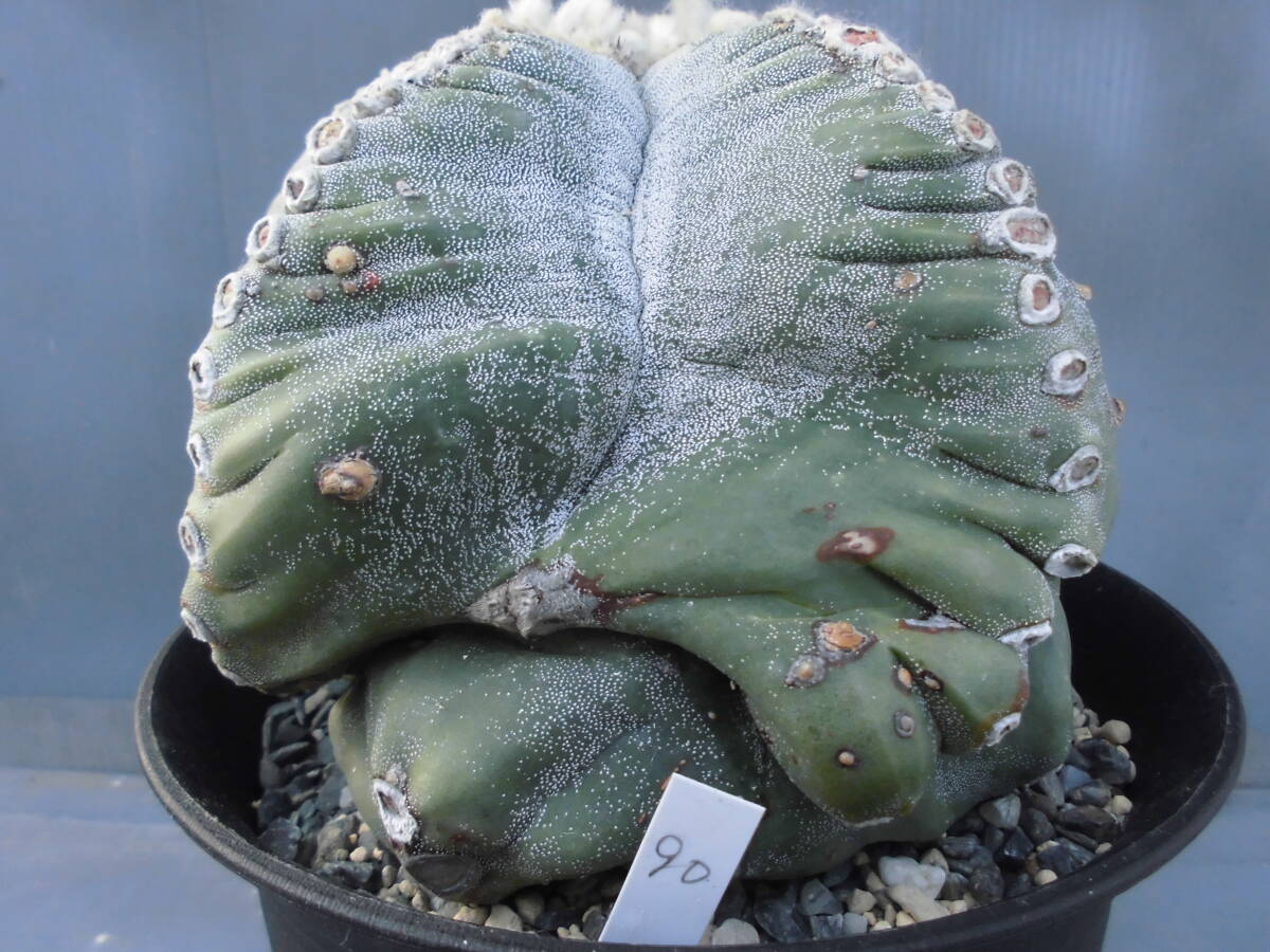 サボテン90:ランポー_画像5