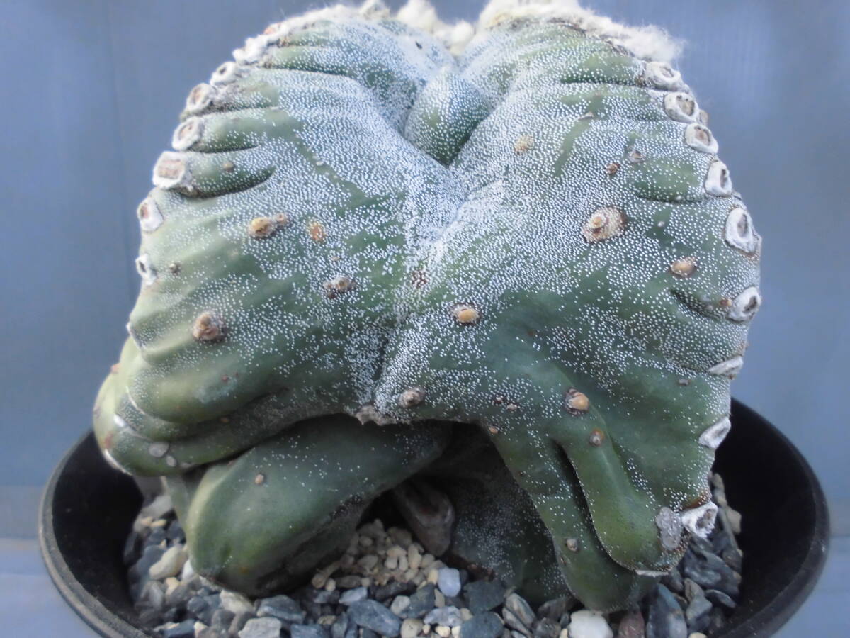 サボテン90:ランポー_画像7