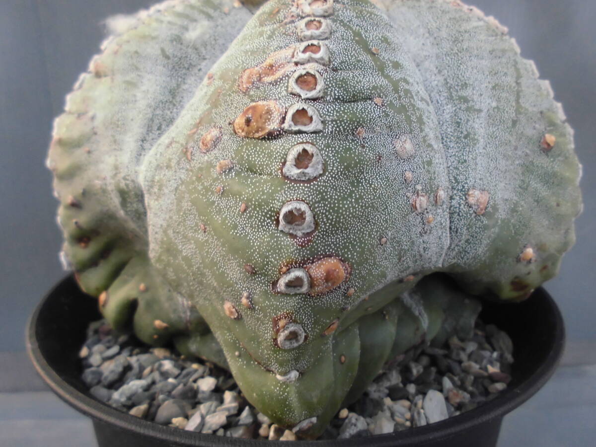 サボテン90:ランポー_画像8