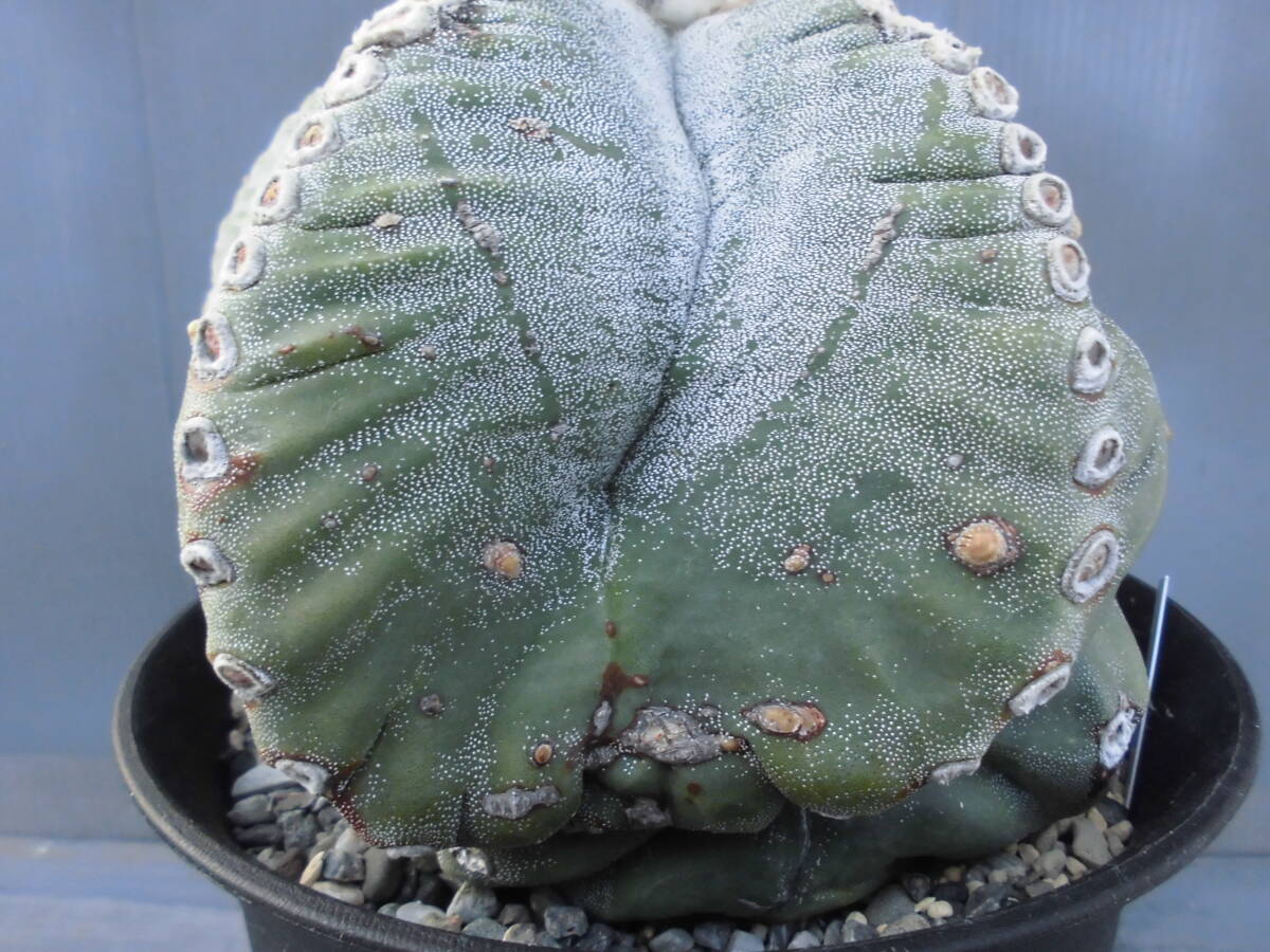 サボテン90:ランポー_画像9