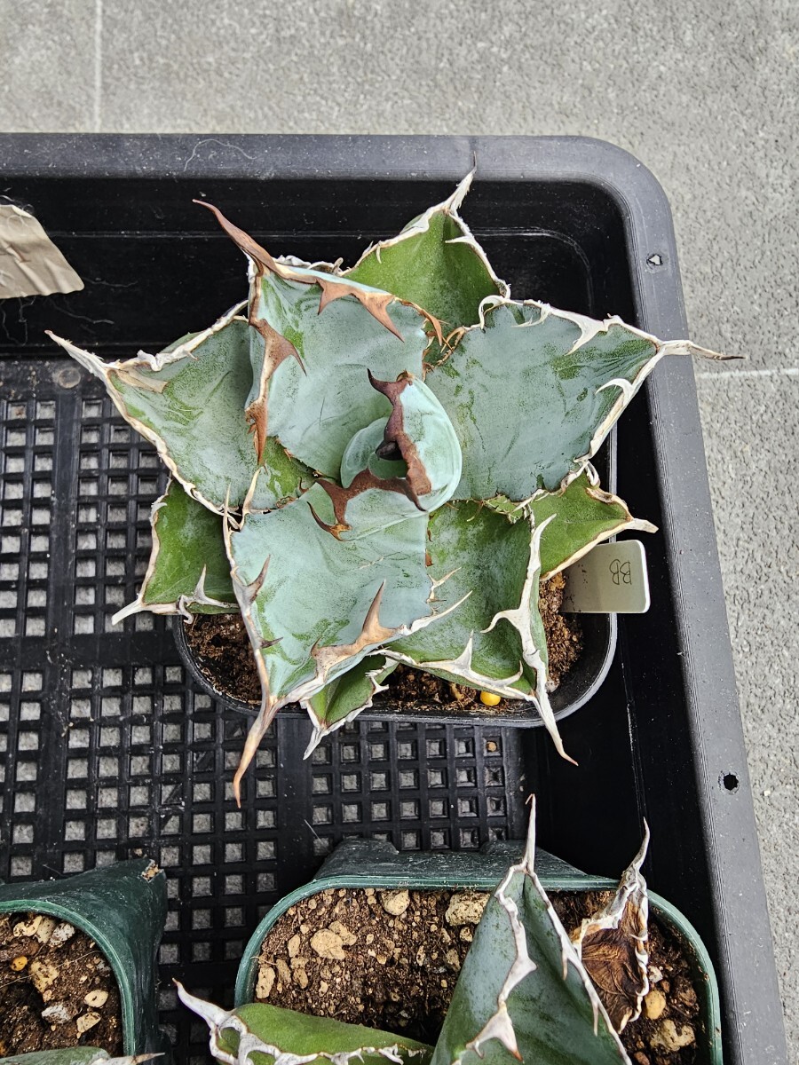 極上苗まとめ売り 白鯨2苗 フィリグリー シーザー BB3苗 姫源龍2苗