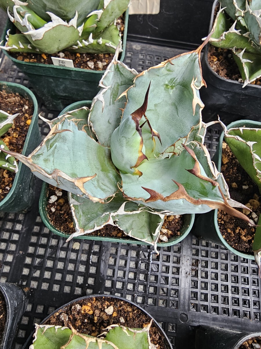 極上苗 白鯨2、フィリグリー、シーザー、BB3、姫源龍2苗 台湾産正規品 アガベ 極上苗まとめ売り 白鯨2苗 フィリグリー シーザー BB3苗 姫源龍2苗