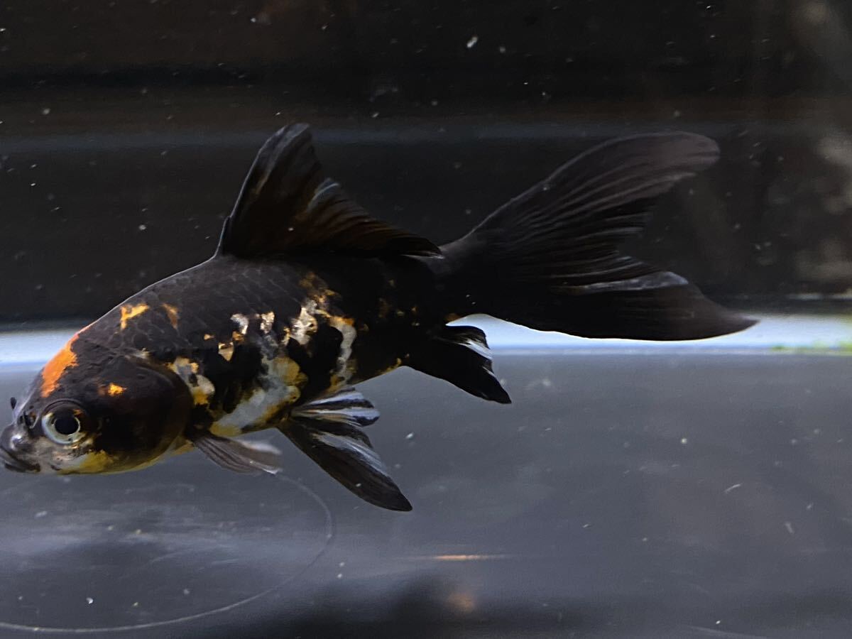 【アクアヒーリング プレアデス】 金魚 長尾養魚場産 墨朱文金 14_画像8