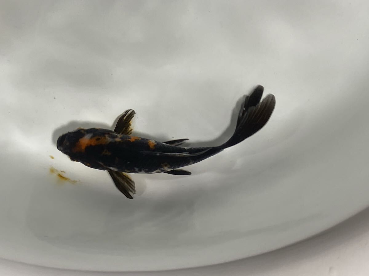 【アクアヒーリング プレアデス】 金魚 長尾養魚場産 墨朱文金 14_画像9