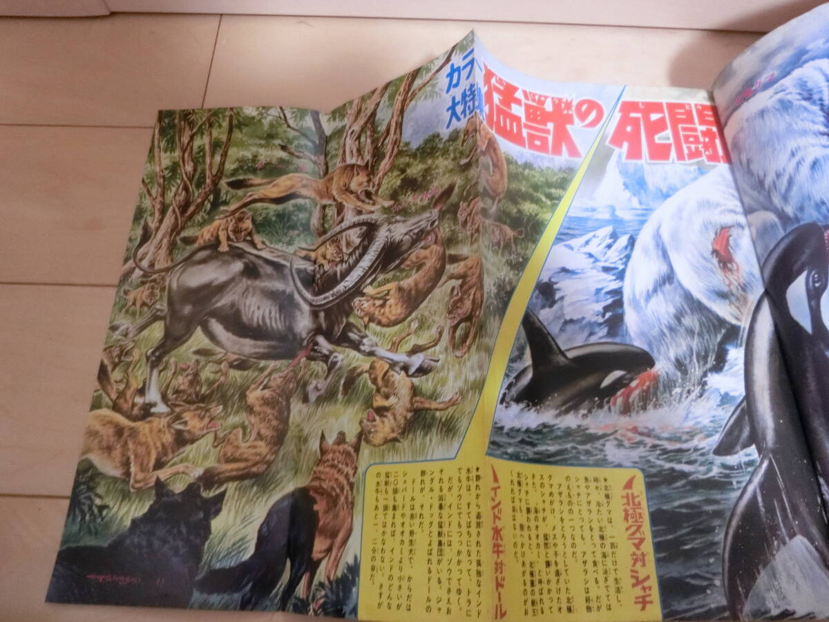 秋田書店 昭和43年　1968年　まんが王　　11月号　石井いさみ　藤子不二雄　永井豪　他　古本_画像7