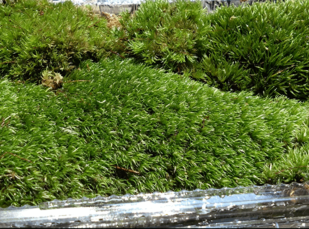 【ブレビ苔】天然 山苔 3パック　ホソバオキナゴケ　盆栽　苔玉　アクアリウム　テラリウム　no8