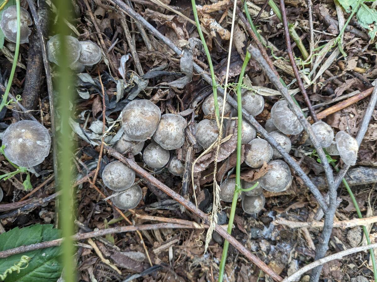 北海道産　最后のハタケシメジ1キロ?。眱谣攻咯`ト