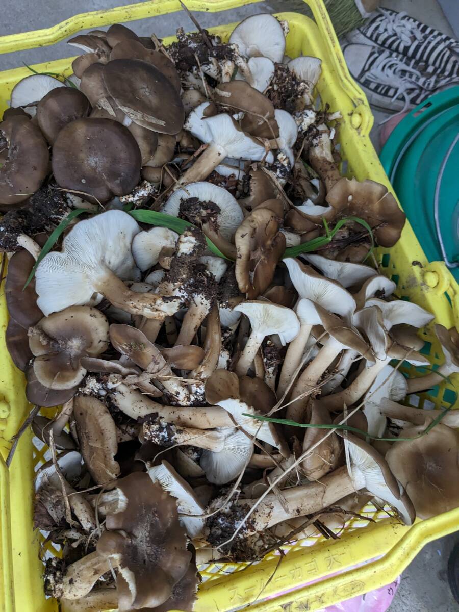 北海道産　最后のハタケシメジ1キロ?。眱谣攻咯`ト