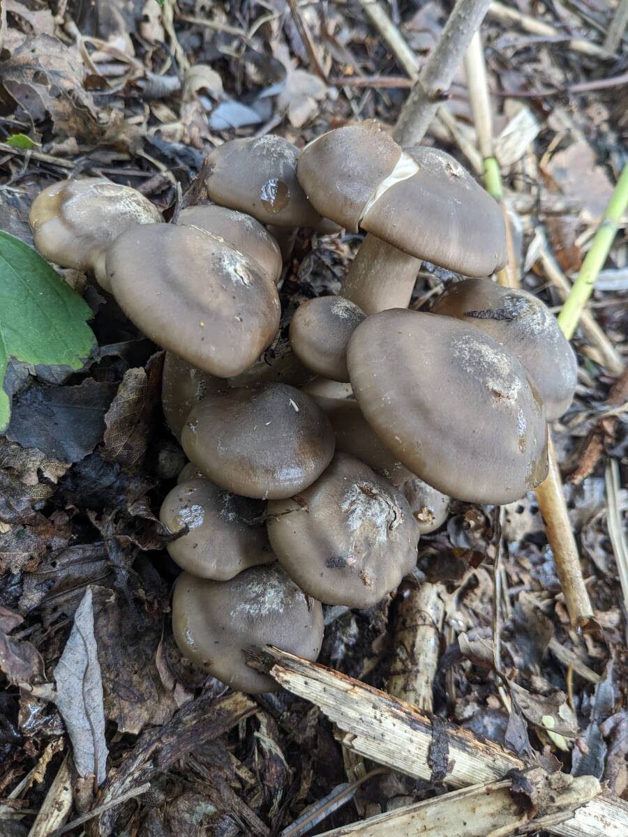 北海道産　最后のハタケシメジ1キロ　１円スタート