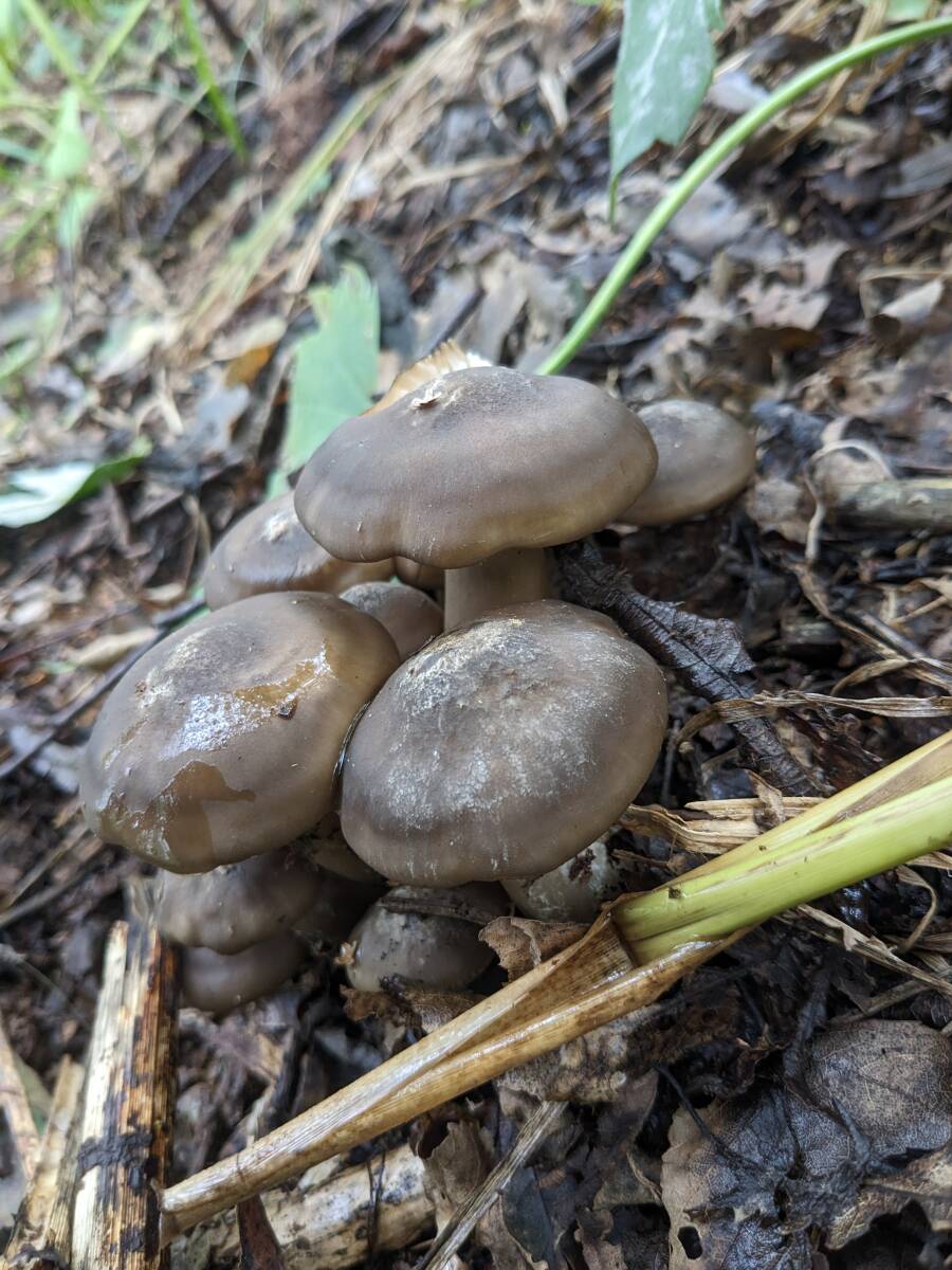 北海道産　最后のハタケシメジ1キロ?。眱谣攻咯`ト