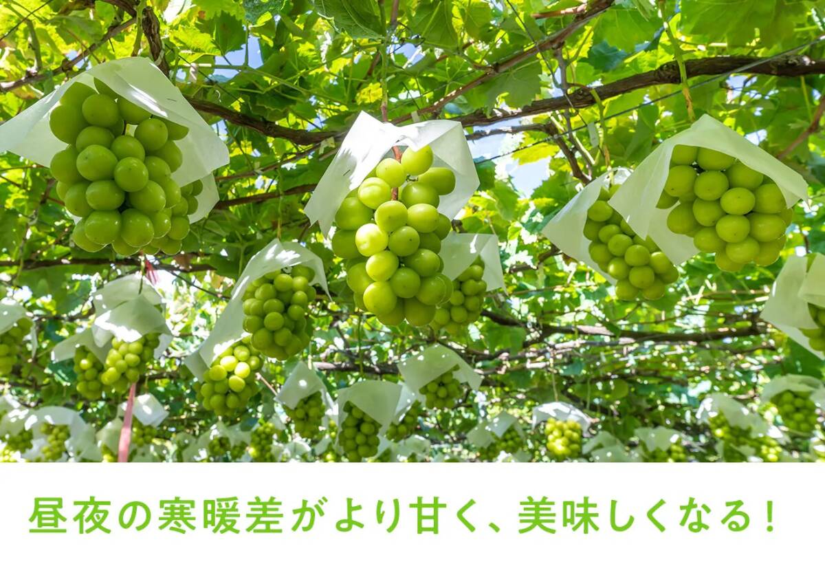 長(zhǎng)野県産【5kg】高級(jí)シャインマスカット 7～９房　大?！靖省?！糖度20~22度】1円～送料無(wú)料!　