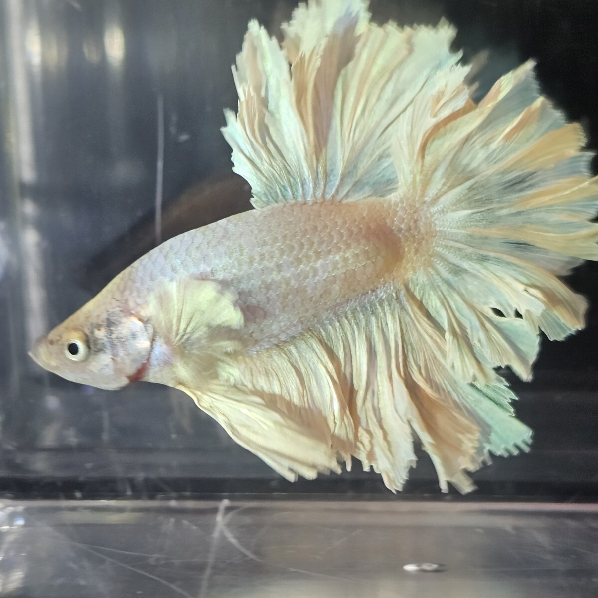 【AQUA TRIDENT】キングローズアリコーンフェザーテール ホワイトオーロラブルーダンボユニコーン【インドネシア】ベタ ハーフムーン_画像2