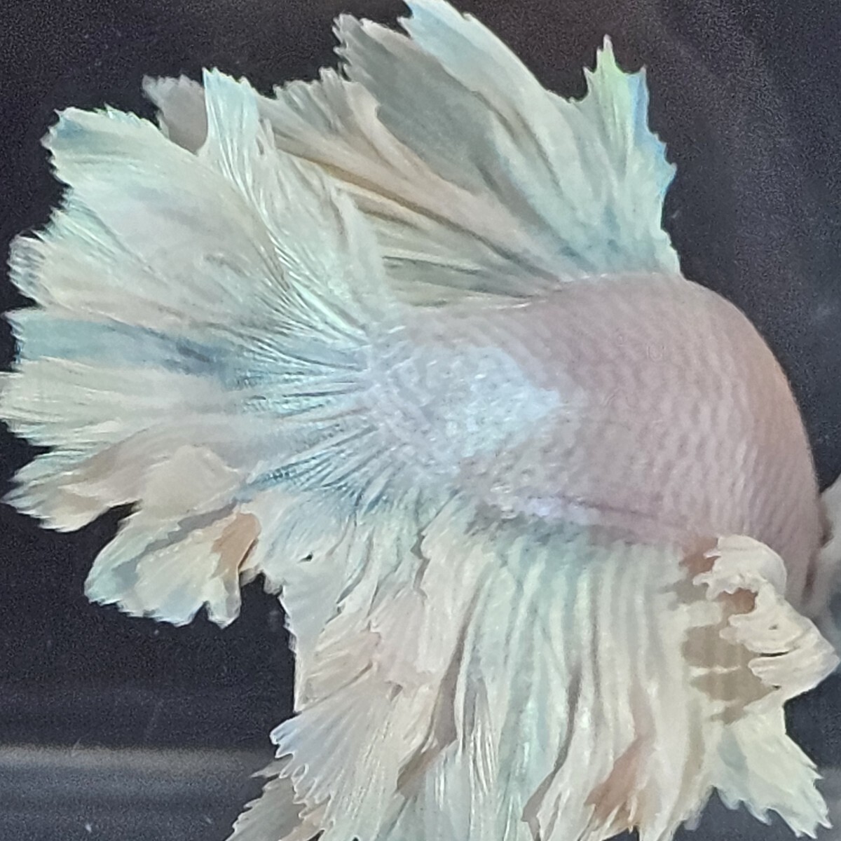 【AQUA TRIDENT】キングローズアリコーンフェザーテール ホワイトオーロラブルーダンボユニコーン【インドネシア】ベタ ハーフムーン_画像9