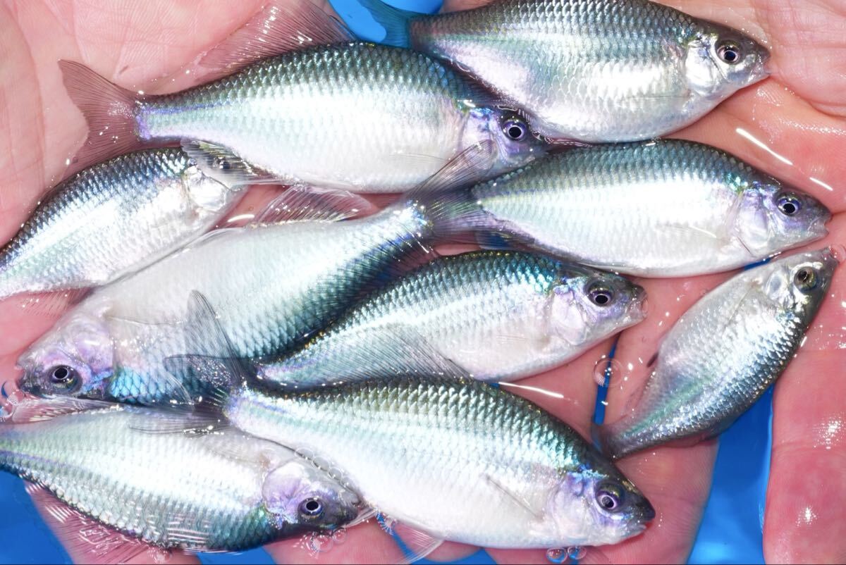 【ブルーの輝き】カネヒラブルーメタリック　2匹　1qr 約9センチ　川魚　魚　タナゴ_画像1