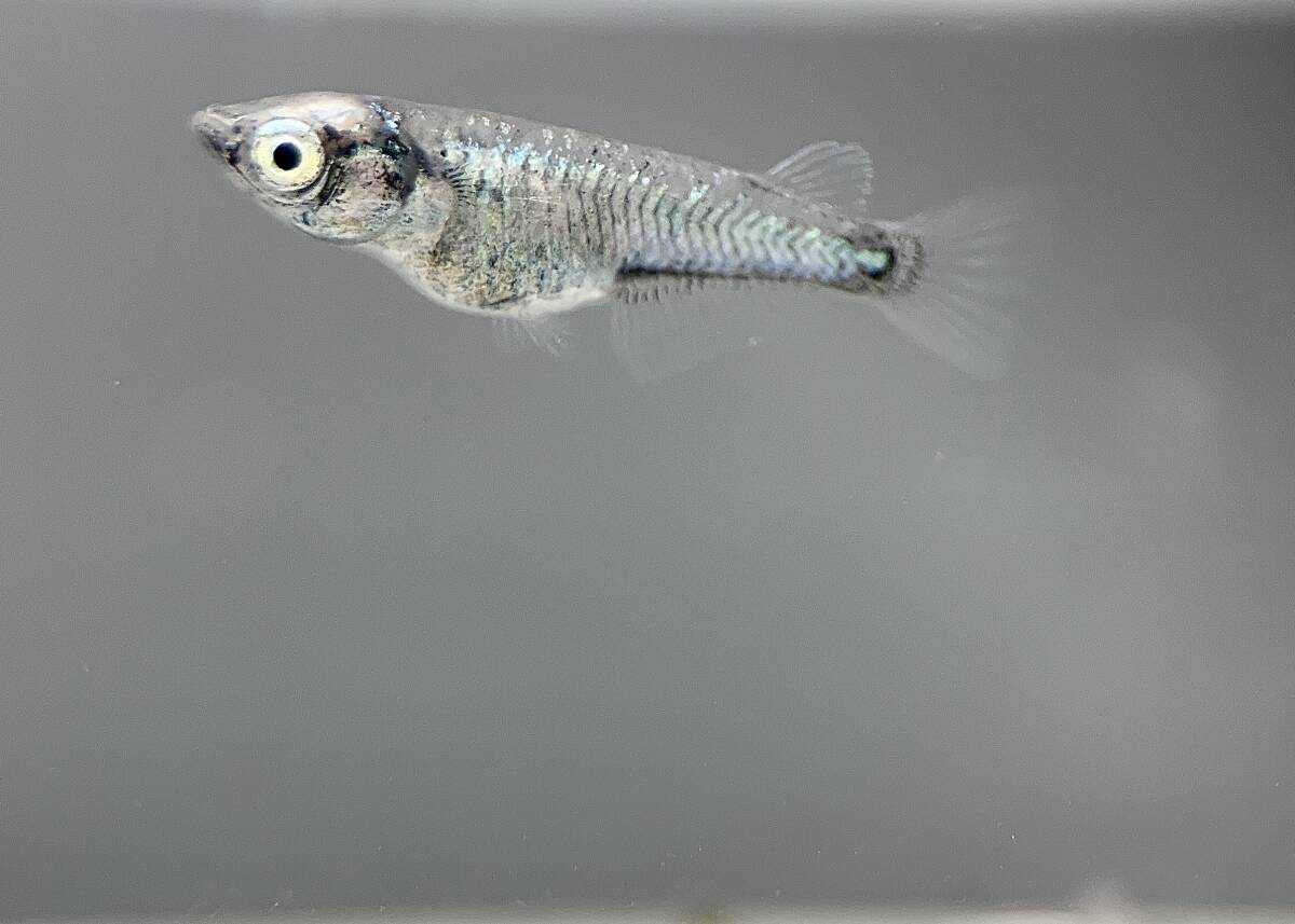 墨武 1ペア 現物出品 めだか メダカ_画像2