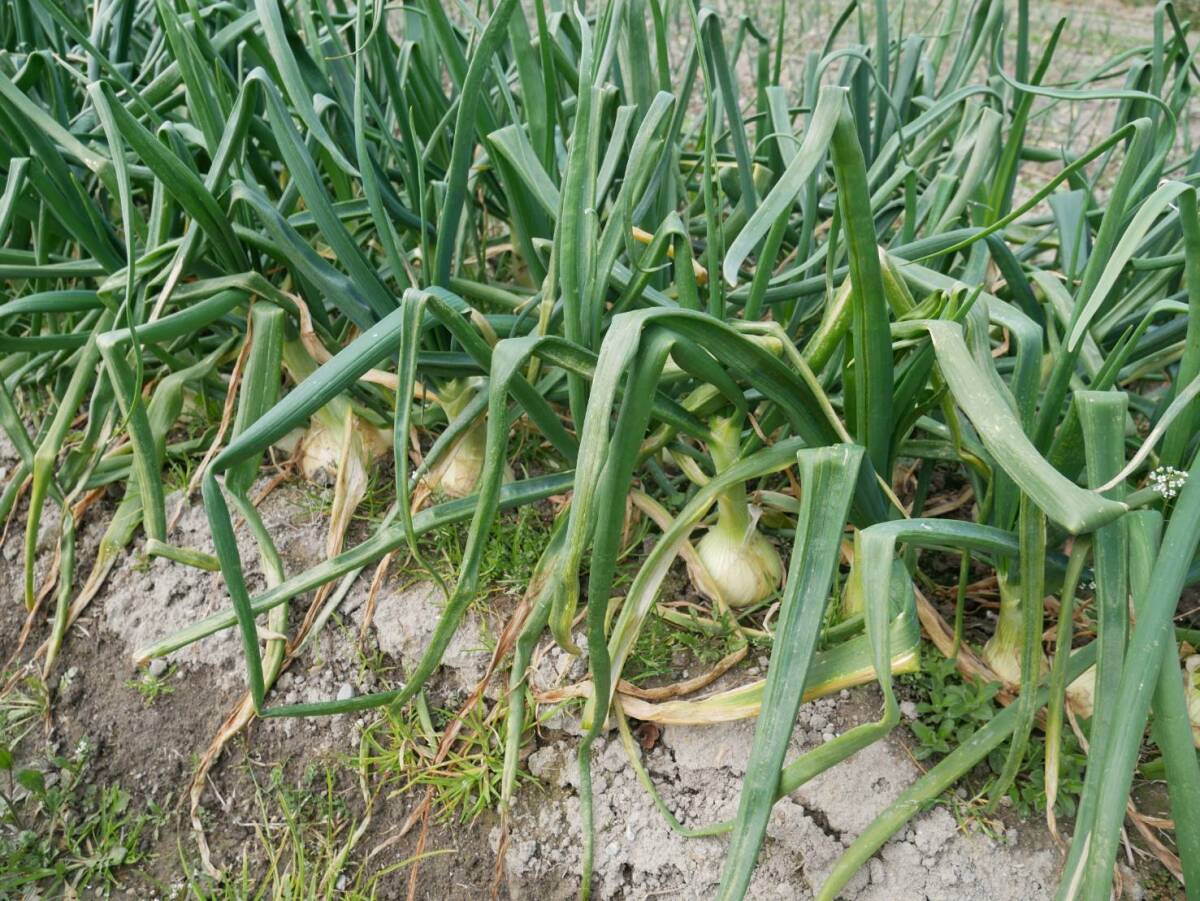 淡路島の豊かな自然が育んだ甘い玉ねぎ 10kg 逸品_画像1