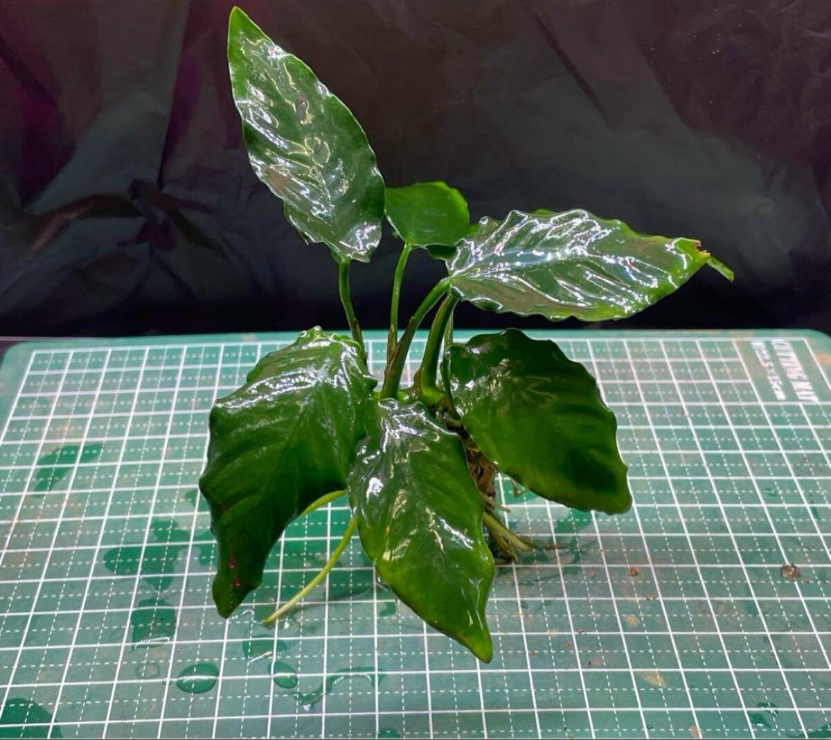 アヌビアス キングコング溶岩石付き1個_画像1