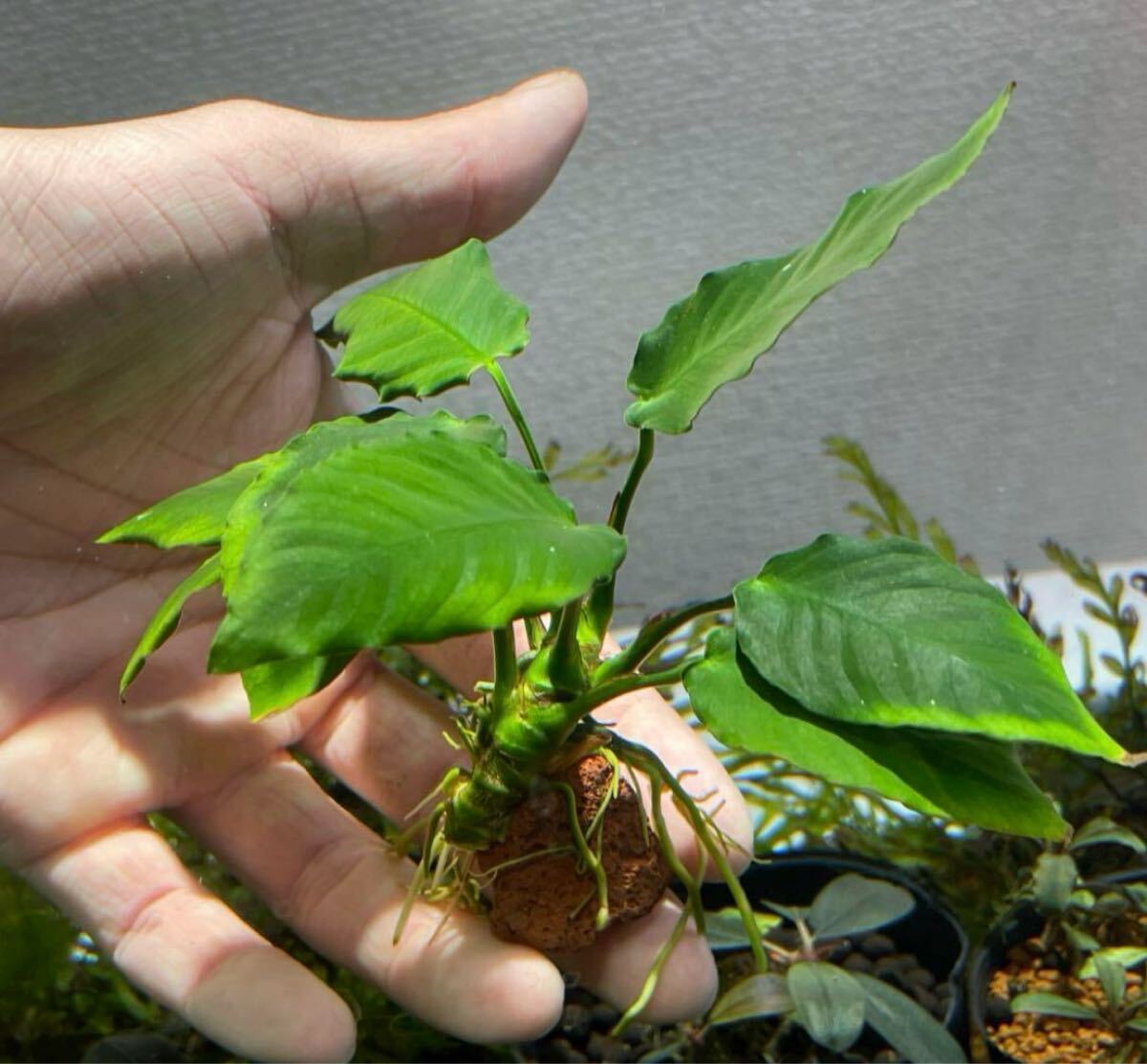 アヌビアス キングコング溶岩石付き1個_画像3